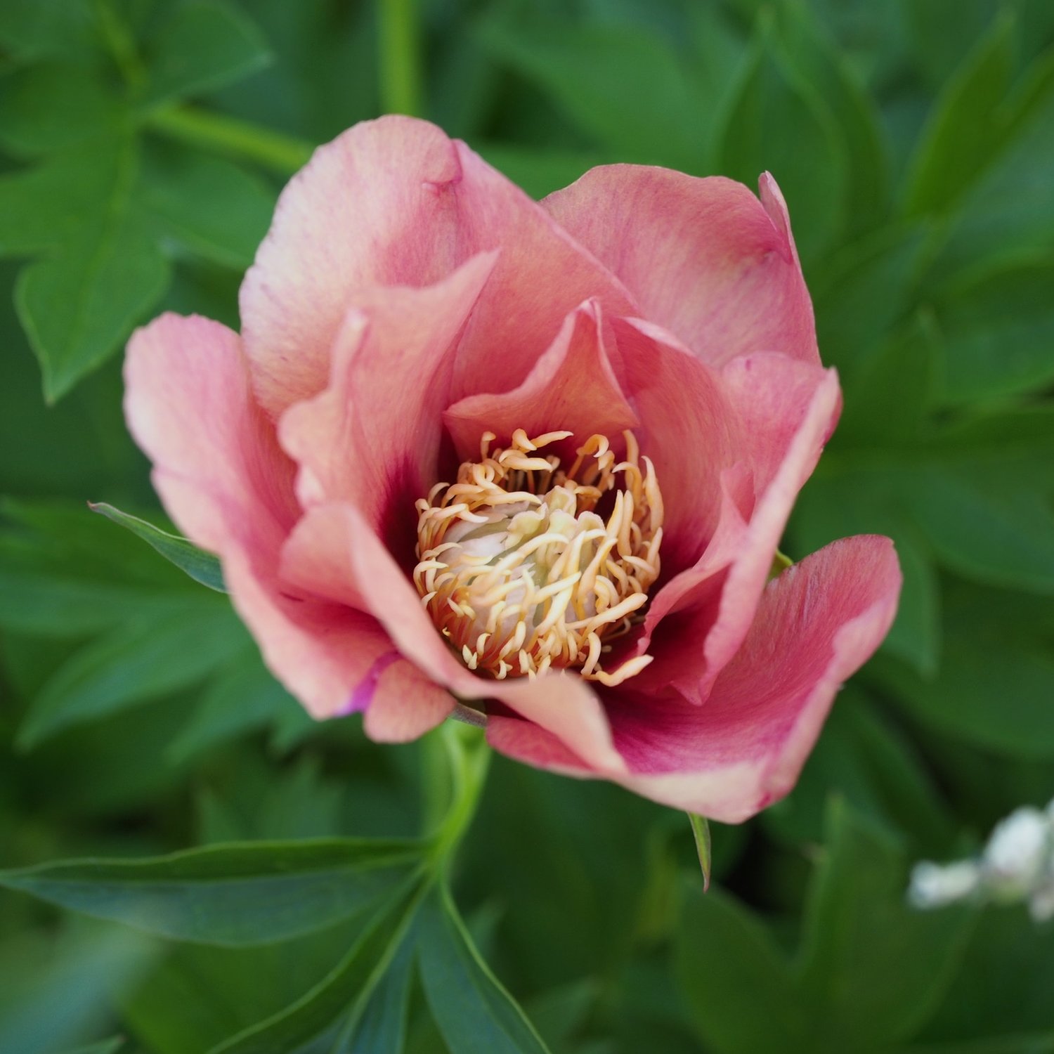 Пион Ито old Rose Dandy